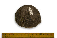 F 13034
<br/>
<br/>
<em></em>